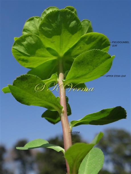  Flowering shoot